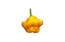 Scotch Bonnet Yellow