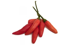 Tabasco Pepper