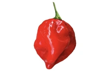 Habanero Caribbean Red