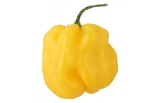 Aji Umba Yellow