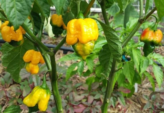 Yellow Brain Strain / Yellow 7 Pot Pepper Seeds – Sandia Seed Company