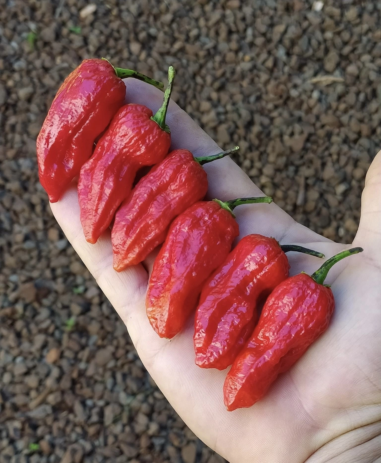 valenciaseedfarm.com - Big Mama Big Red Mama seeds €3,30