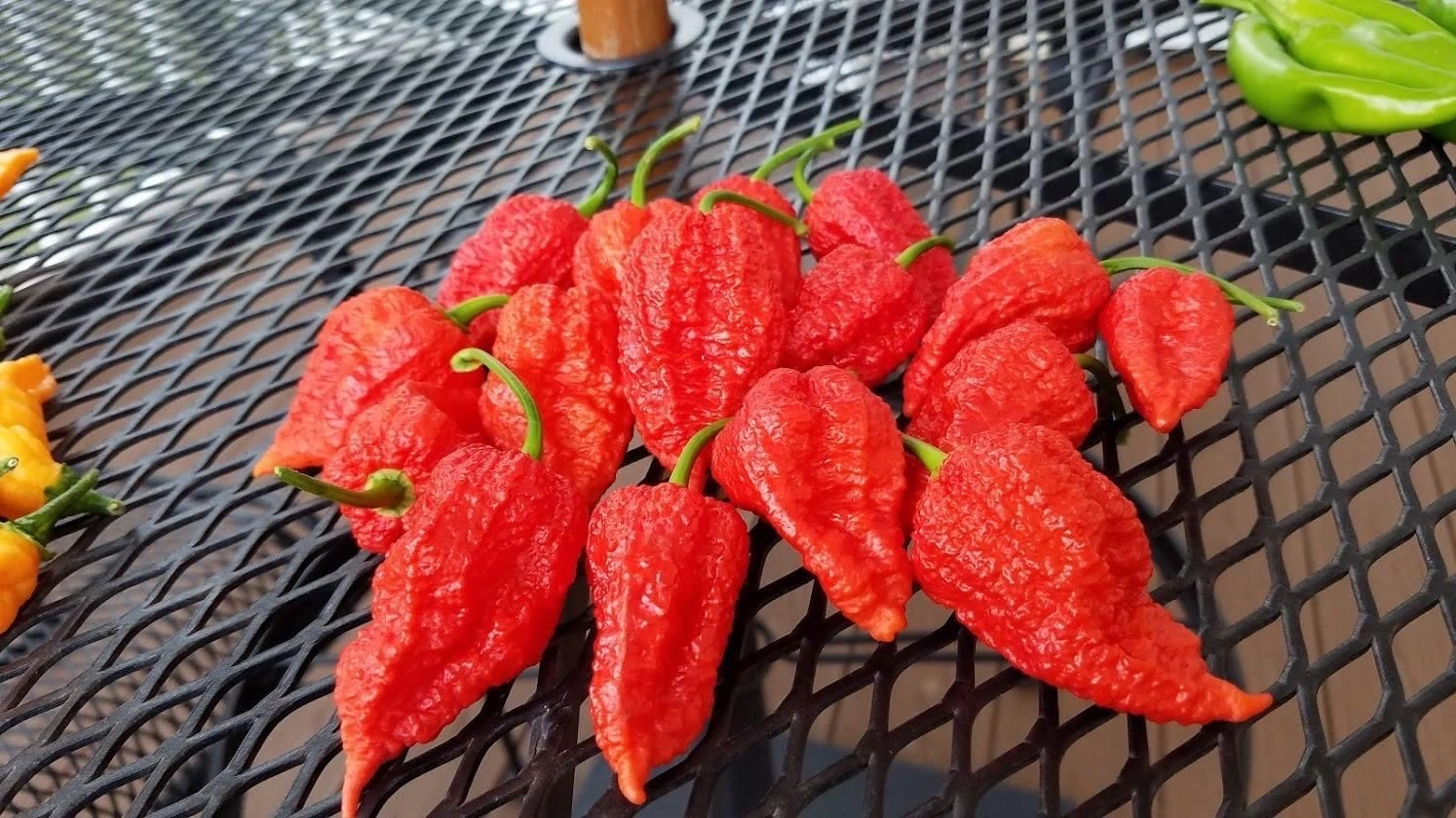 valenciaseedfarm.com - Big Mama Big Red Mama seeds €3,30