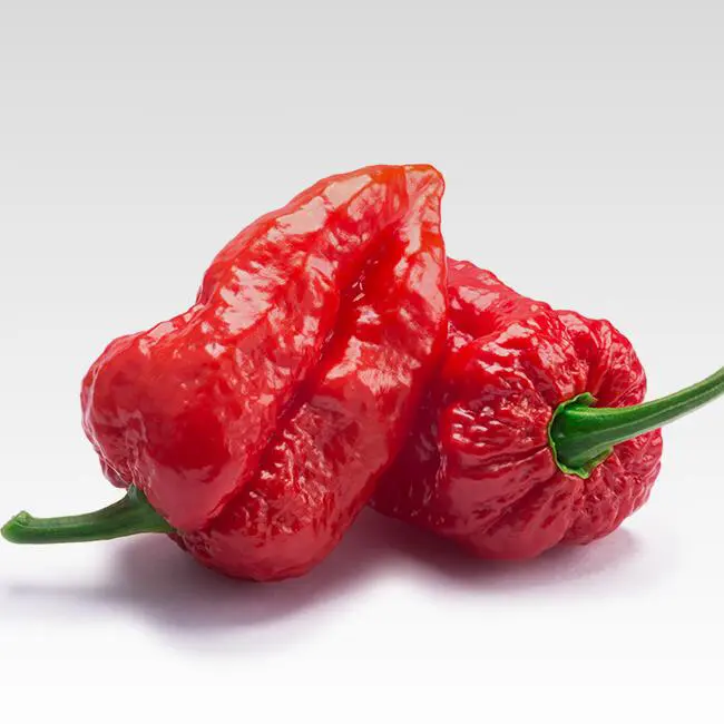 valenciaseedfarm.com - Big Mama Big Red Mama seeds €3,30
