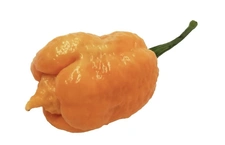 Carolina reaper Orange