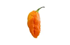 Ghost pepper Orange