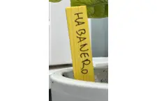 Plant labels