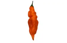 Aji mango 