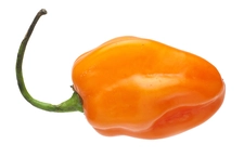 Habanero Orange