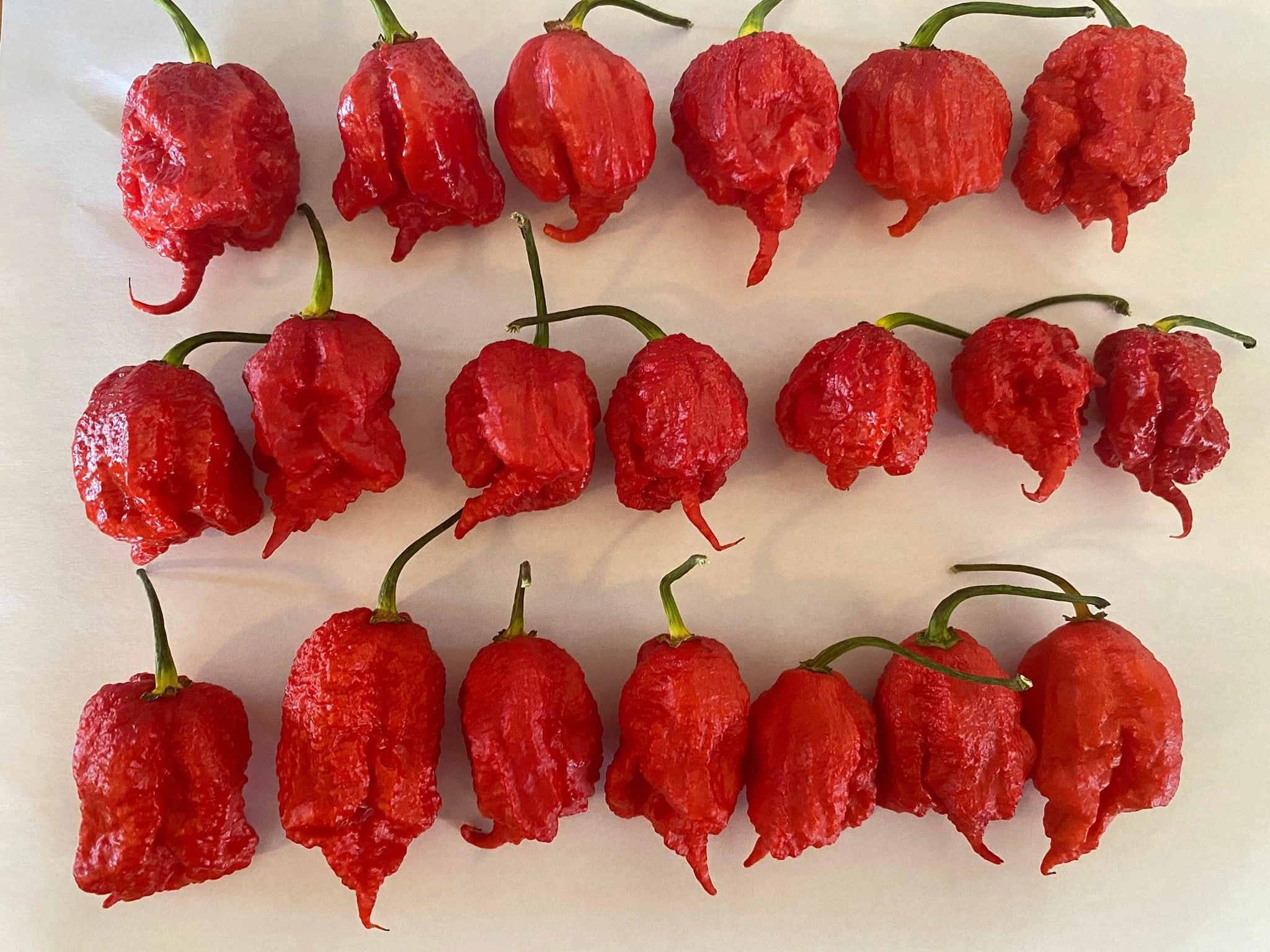 Carolina Reaper Pepper (2 Pack)