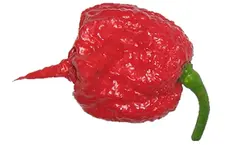 Carolina reaper Red