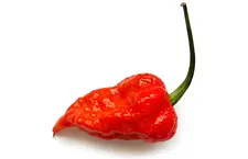Ghost Pepper Red