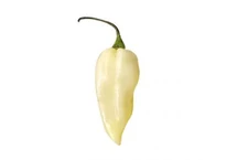 Naga Jolokia White