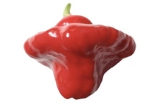 Scotch Bonnet Red