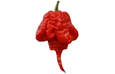 7 Pot Primo Red